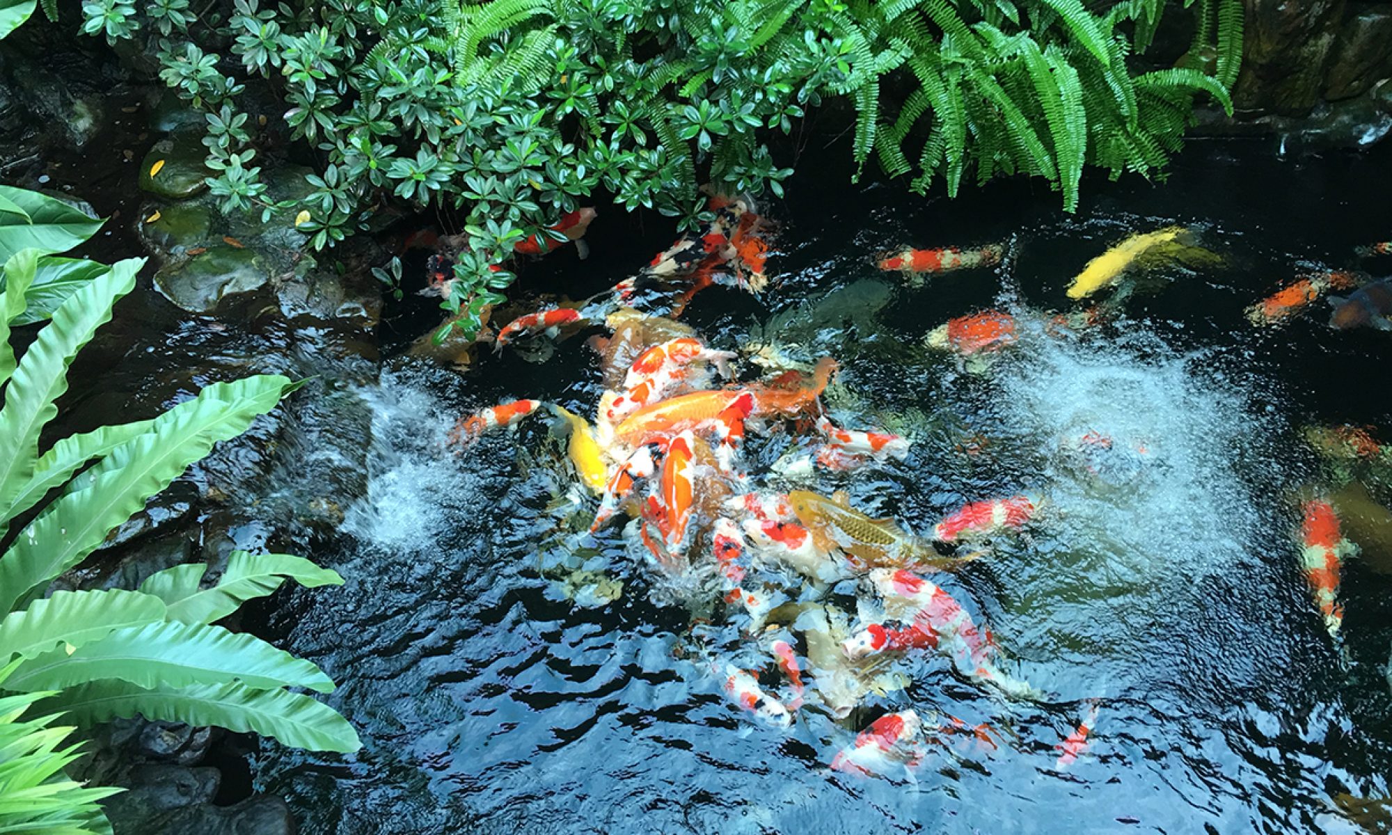 MKkoi&Garden